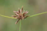 Purpleplume flatsedge